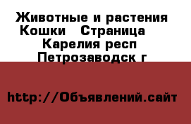 Животные и растения Кошки - Страница 6 . Карелия респ.,Петрозаводск г.